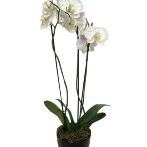 triple stem orchid in black pot