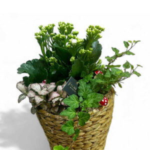 Bloom basket 2