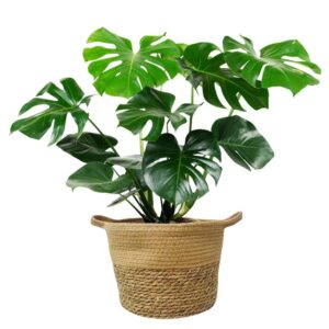 Monstera Plant