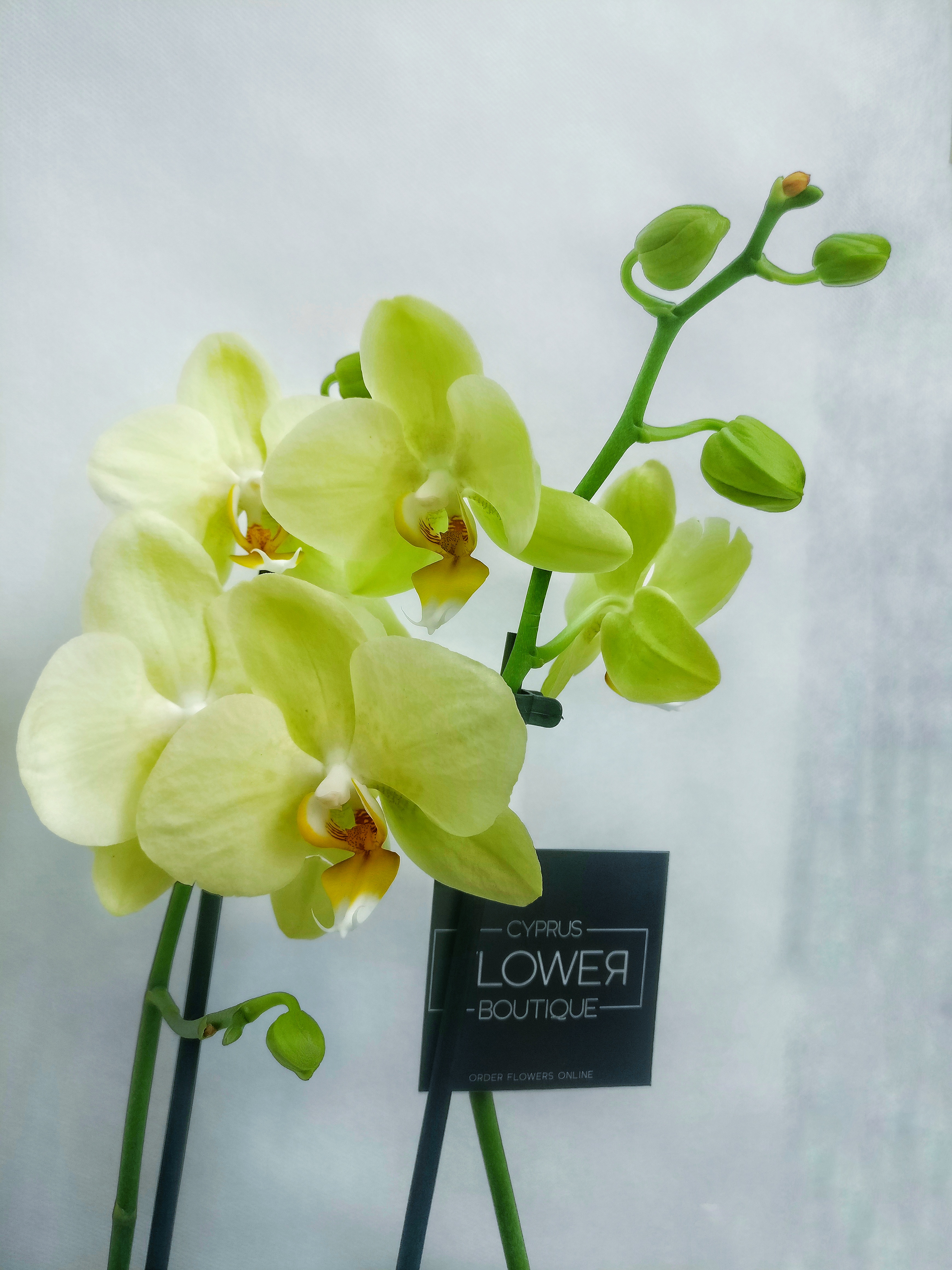 Phalaenopsis Yellow Double Stem Orchid Buy Phalaenopsis Orchids Online