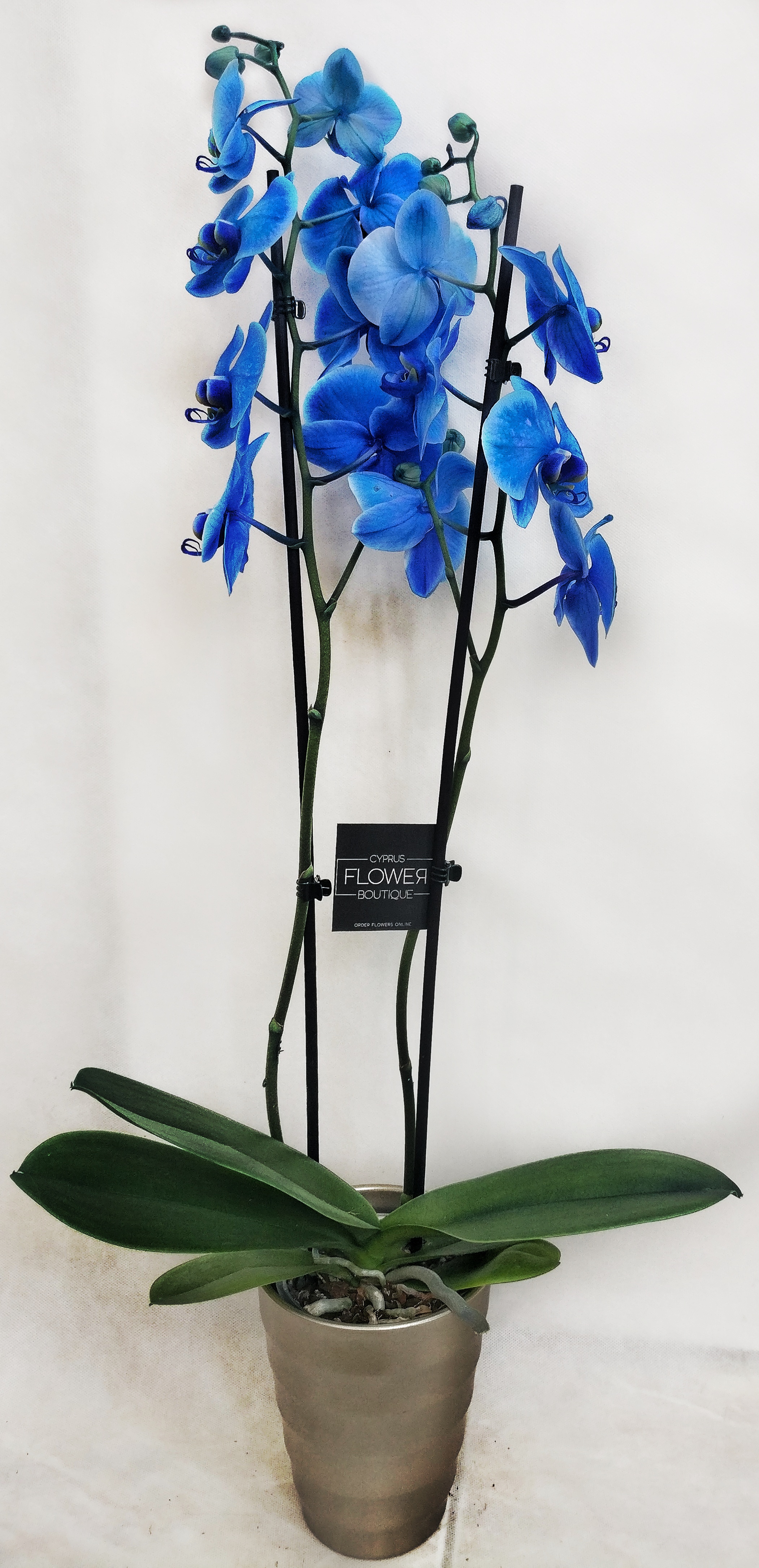 Phalaenopsis Blue Double Stem Orchid Buy Phalaenopsis Orchids Online